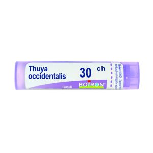 THUYA OCCIDENT 30CH GR BO